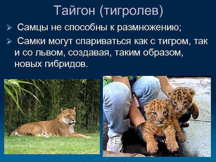 Тайгон (тигролев) Самцы не способны к размножению; Ø Самки могут спариваться как с тигром,