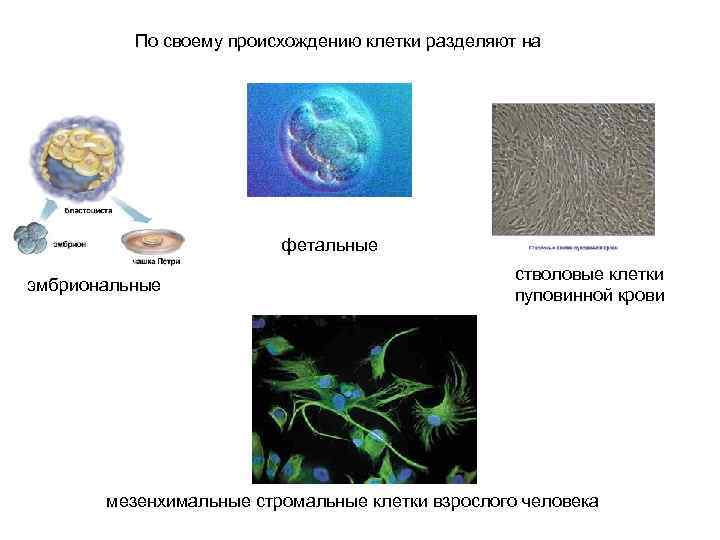 Появление клетки