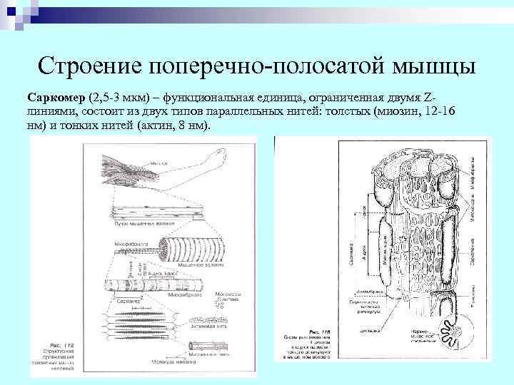 Строение поперечно-полосатой мышцы Саркомер (2, 5 -3 мкм) – функциональная единица, ограниченная двумя Zлиниями,