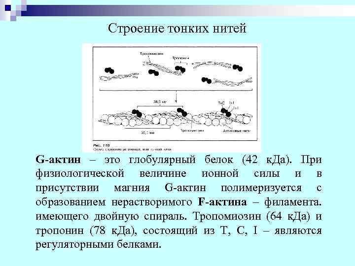 Строение тонких нитей G-актин – это глобулярный белок (42 к. Да). При физиологической величине