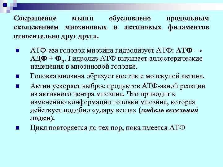 Сокращение мышц обусловлено продольным скольжением миозиновых и актиновых филаментов относительно друга. n n АТФ-аза