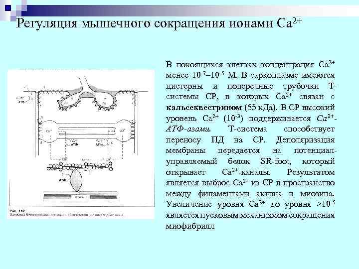 Регуляция мышечного сокращения ионами Са 2+ В покоящихся клетках концентрация Са 2+ менее 10