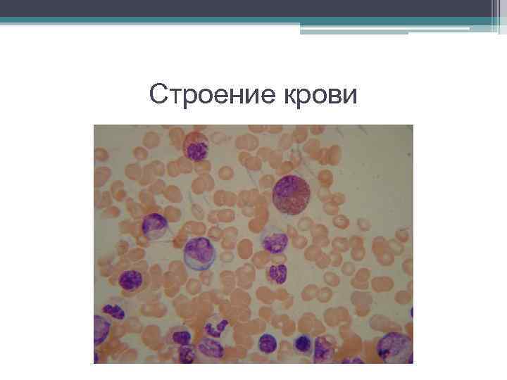 Строение крови 