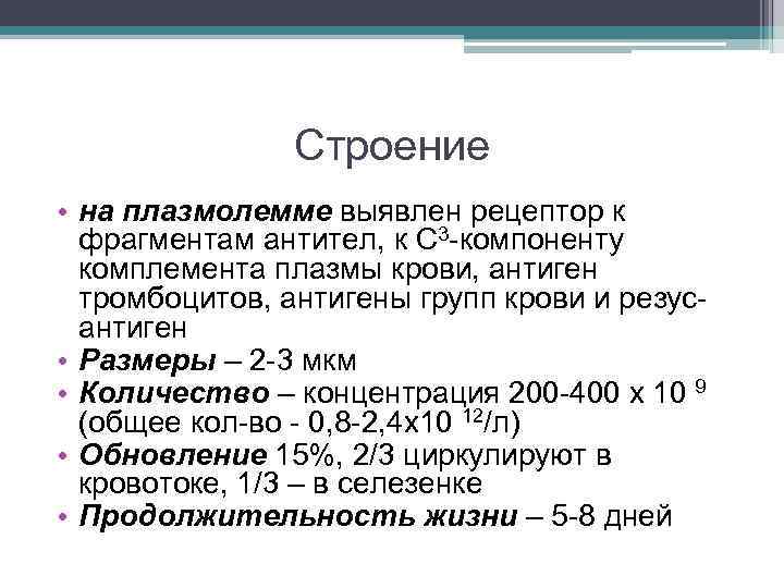 Строение • на плазмолемме выявлен рецептор к фрагментам антител, к С 3 -компоненту комплемента