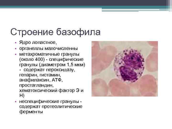 Клетка с базофильной цитоплазмой. Базофильный лейкоцит строение. Базофильные лейкоциты их строение и функции. Базофилы функции гистология. Базофилы гистология строение.