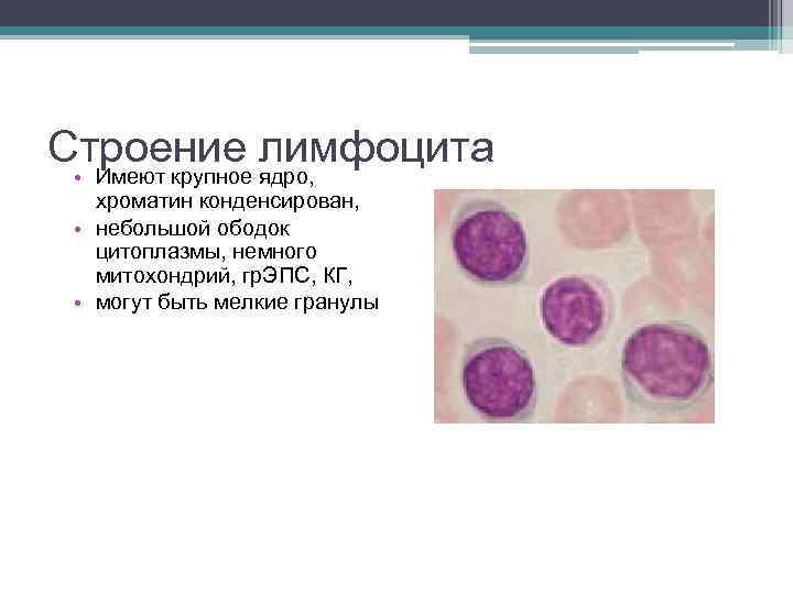 Строение лимфоцита • Имеют крупное ядро, хроматин конденсирован, • небольшой ободок цитоплазмы, немного митохондрий,