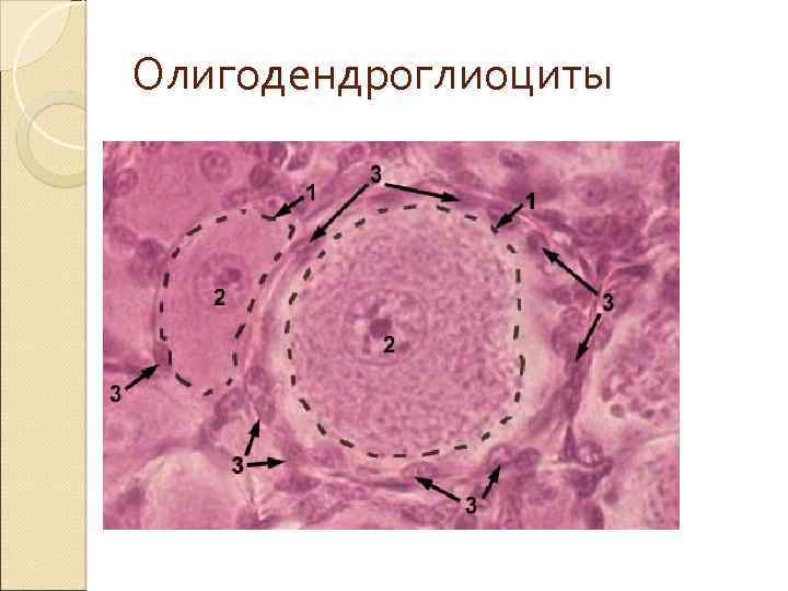 Олигодендроглиоциты 