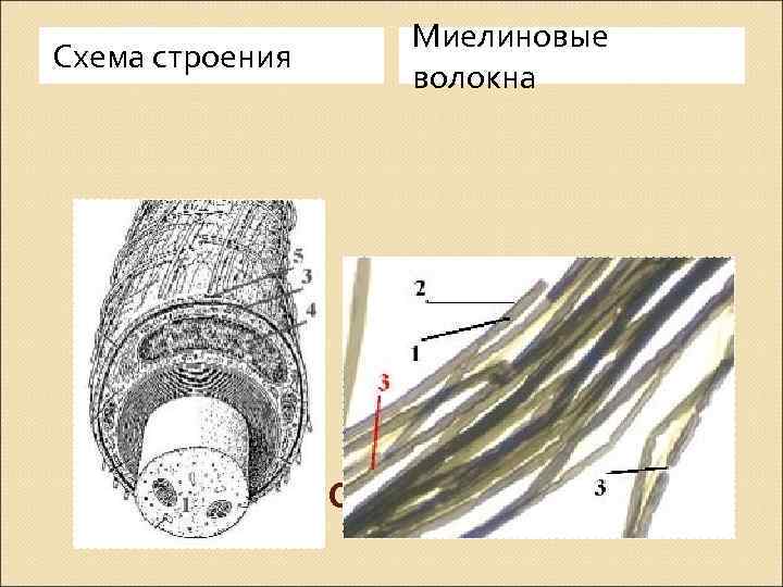 Схема строения Миелиновые волокна 