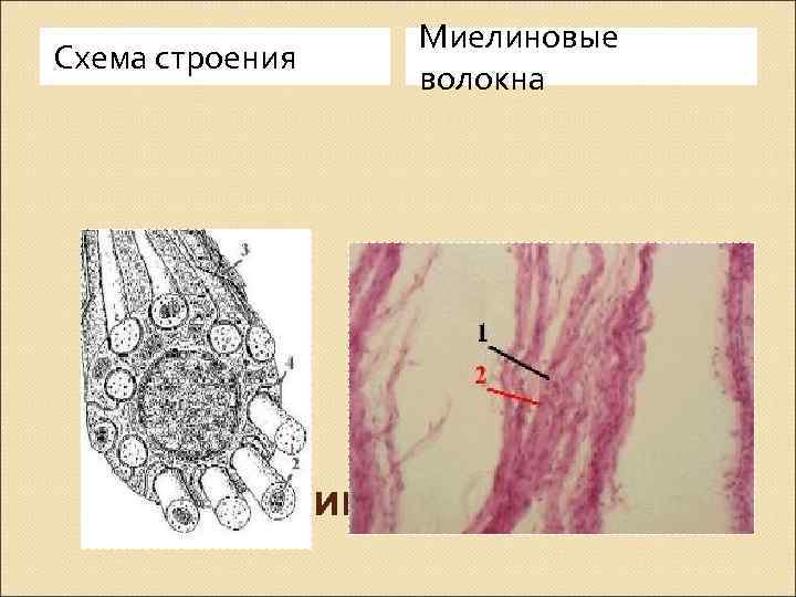 Схема формирования ацетатного волокна