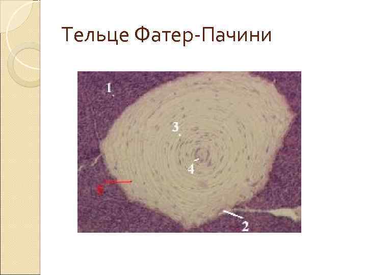 Тельце Фатер-Пачини 