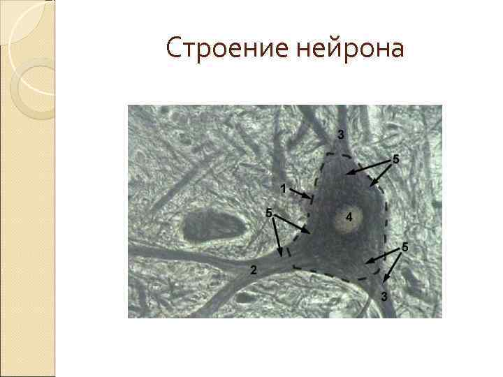 Строение нейрона 