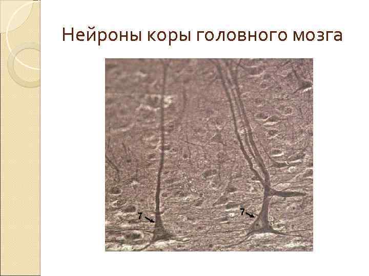 Нейроны коры головного мозга 