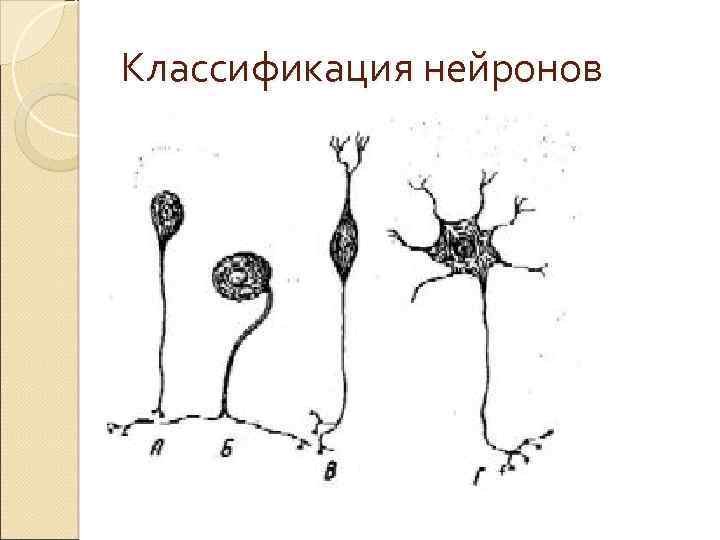 Классификация нейронов 