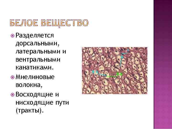  Разделяется дорсальными, латеральными и вентральными канатиками. Миелиновые волокна, Восходящие и нисходящие пути (тракты).