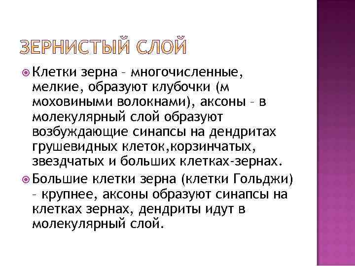  Клетки зерна – многочисленные, мелкие, образуют клубочки (м моховиными волокнами), аксоны – в