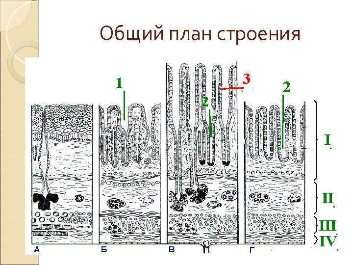 Общий план строения 