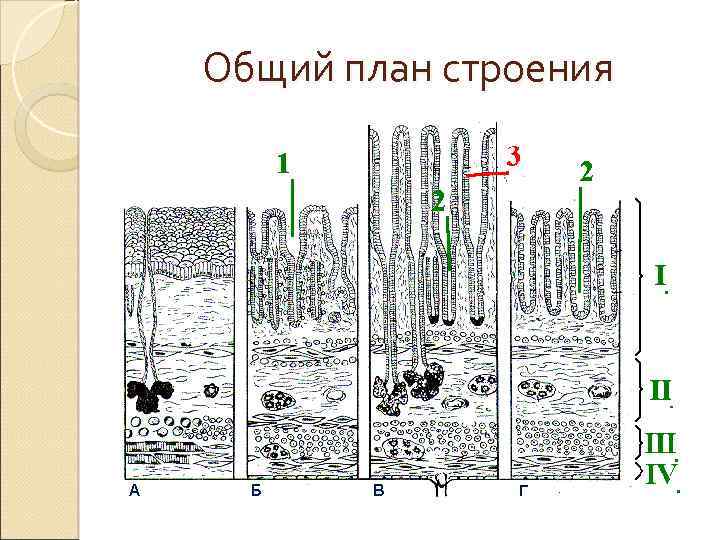 Общий план строения 