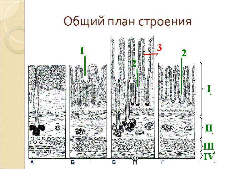 Общий план строения 