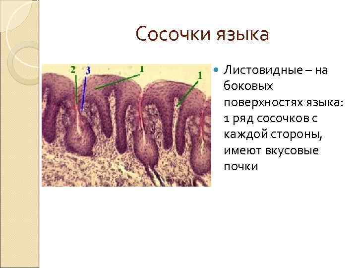 Сосочки языка Листовидные – на боковых поверхностях языка: 1 ряд сосочков с каждой стороны,