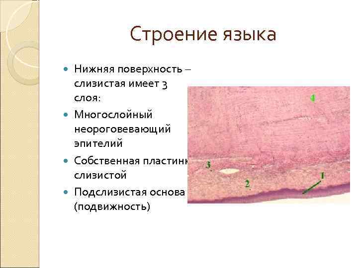Строение языка Нижняя поверхность – слизистая имеет 3 слоя: Многослойный неороговевающий эпителий Собственная пластинка