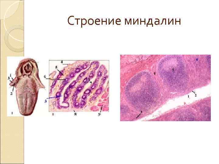 Строение миндалин 