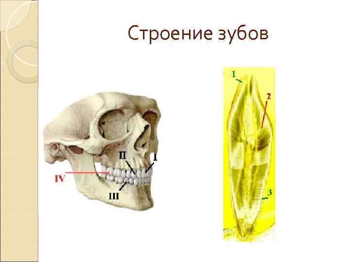 Строение зубов 