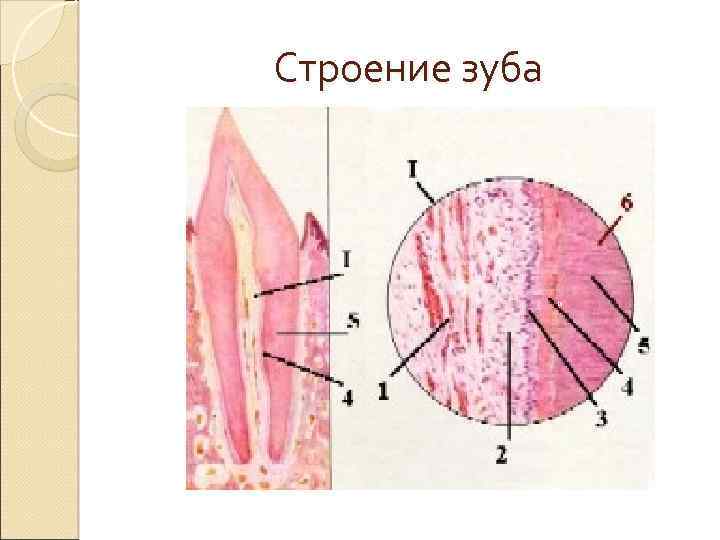 Строение зуба 