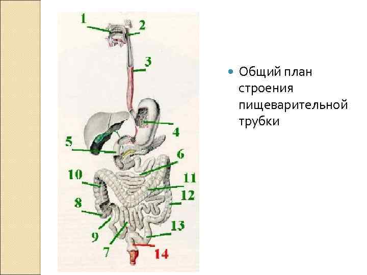 Общий план строения пищеварительной