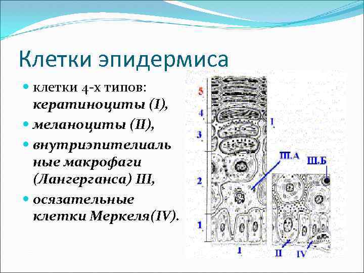 Клетки эпидермиса клетки 4 -х типов: кератиноциты (I), меланоциты (II), внутриэпителиаль ные макрофаги (Лангерганса)