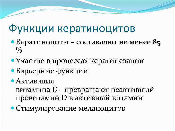 Функции кератиноцитов Кератиноциты – составляют не менее 85 % Участие в процессах кератинезации Барьерные