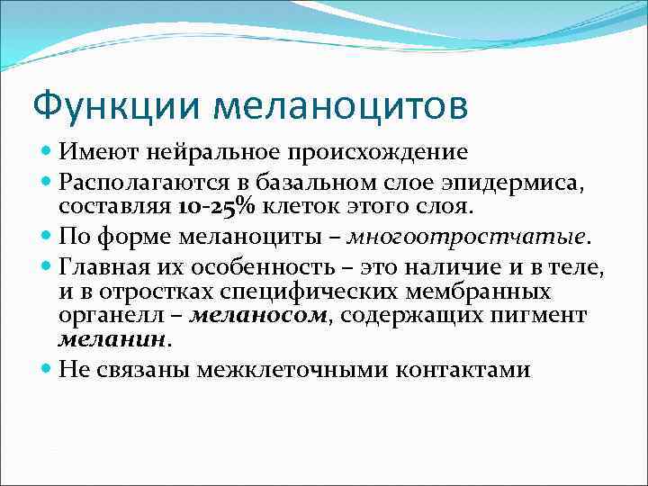 Функции меланоцитов Имеют нейральное происхождение Располагаются в базальном слое эпидермиса, составляя 10 -25% клеток