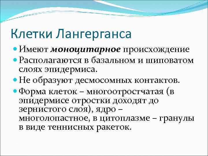 Клетки Лангерганса Имеют моноцитарное происхождение Располагаются в базальном и шиповатом слоях эпидермиса. Не образуют