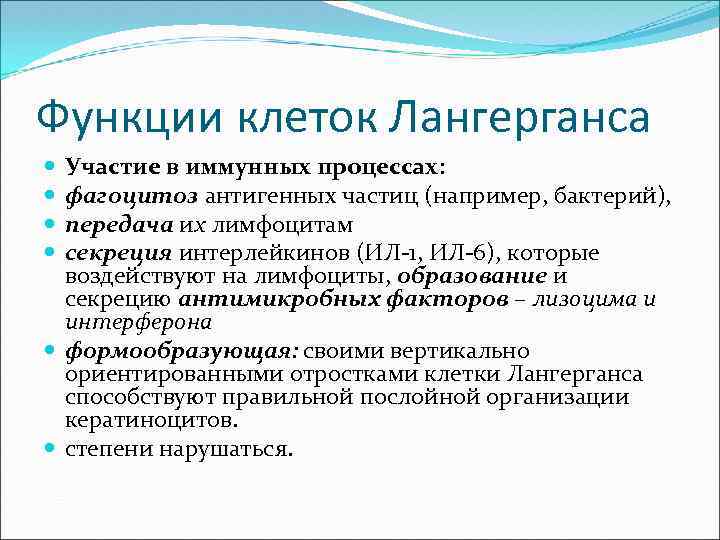 Функции клеток Лангерганса Участие в иммунных процессах: фагоцитоз антигенных частиц (например, бактерий), передача их