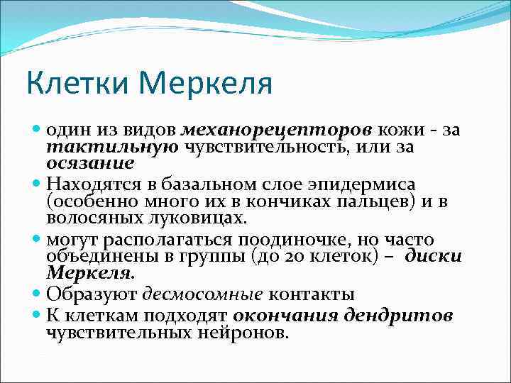 Клетки Меркеля один из видов механорецепторов кожи - за тактильную чувствительность, или за осязание