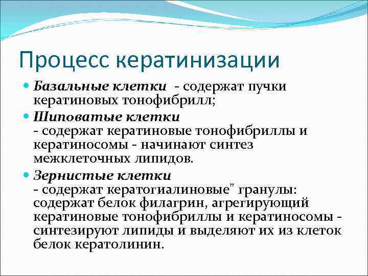 Процесс кератинизации Базальные клетки - содержат пучки кератиновых тонофибрилл; Шиповатые клетки - содержат кератиновые