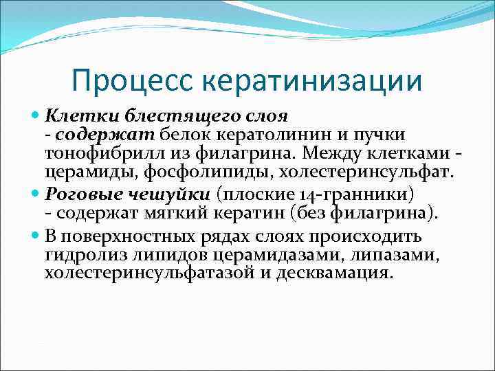  Процесс кератинизации Клетки блестящего слоя - содержат белок кератолинин и пучки тонофибрилл из