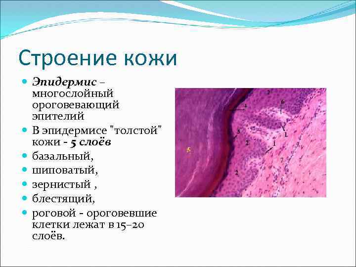 Строение кожи Эпидермис – многослойный ороговевающий эпителий В эпидермисе "толстой" кожи - 5 слоёв