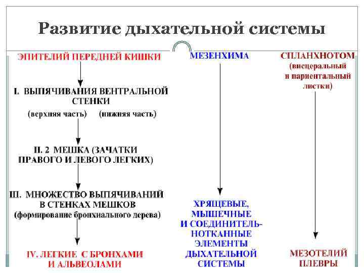 Морфофункциональные особенности стенок внелегочных воздухоносных путей