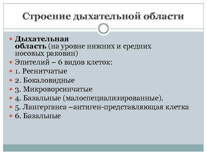 Строение дыхательной области Дыхательная область (на уровне нижних и средних носовых раковин) Эпителий –