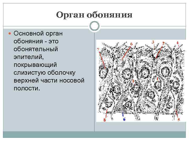 Орган обоняния Основной орган обоняния - это обонятельный эпителий, покрывающий слизистую оболочку верхней части