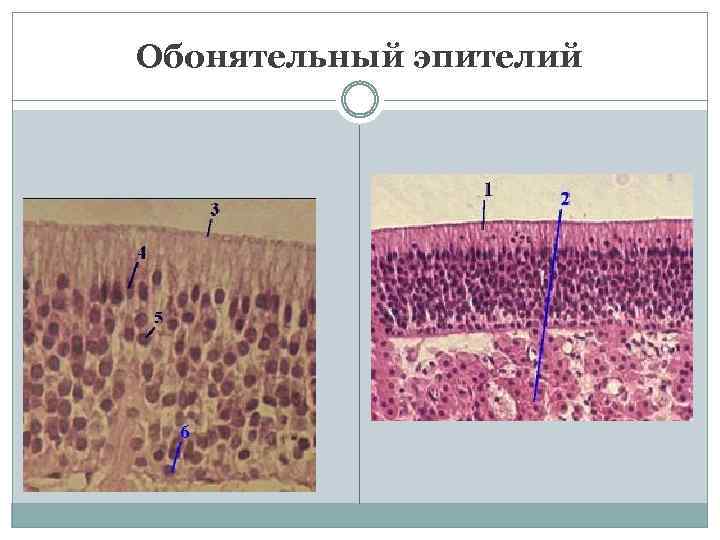 Обонятельный эпителий 