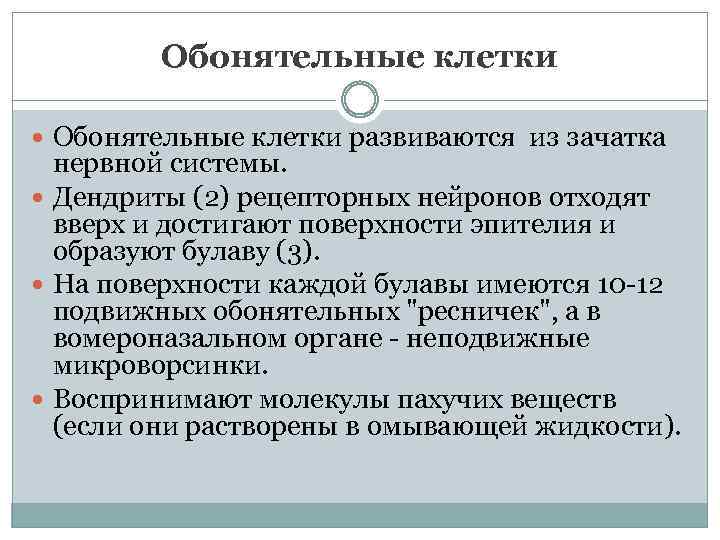 Обонятельные клетки развиваются из зачатка нервной системы. Дендриты (2) рецепторных нейронов отходят вверх и