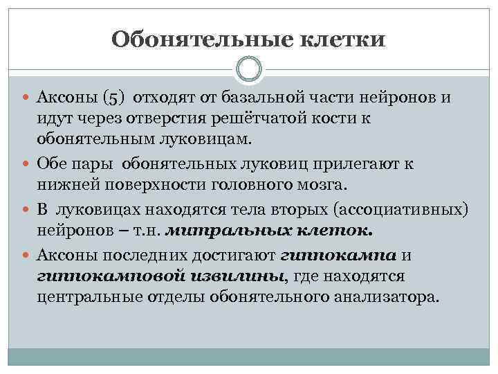 Обонятельные клетки Аксоны (5) отходят от базальной части нейронов и идут через отверстия решётчатой