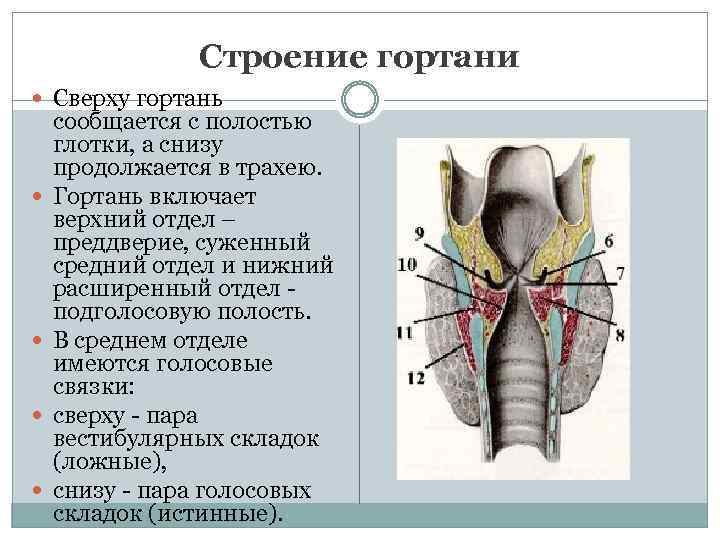 Гортань строение