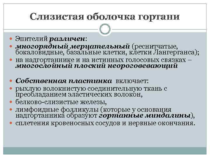 Слизистая оболочка гортани Эпителий различен: многорядный мерцательный (реснитчатые, бокаловидные, базальные клетки, клетки Лангерганса); на