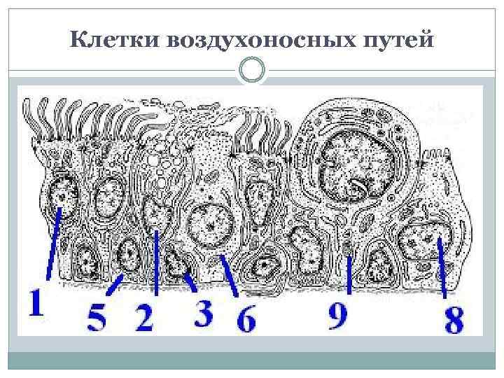 Клетки воздухоносных путей 