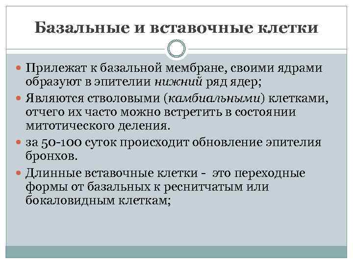 Базальные и вставочные клетки Прилежат к базальной мембране, своими ядрами образуют в эпителии нижний