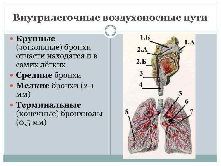 Воздухоносные пути по схеме вейбеля насчитывают порядка ов