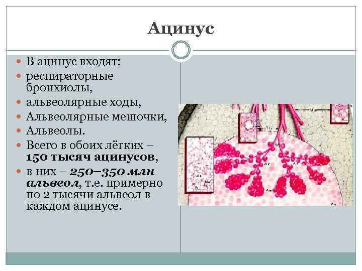 Ацинус В ацинус входят: респираторные бронхиолы, альвеолярные ходы, Альвеолярные мешочки, Альвеолы. Всего в обоих