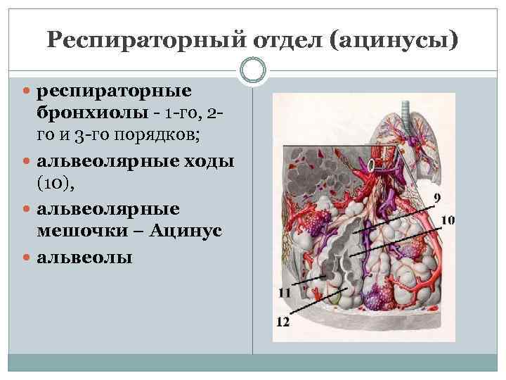 Респираторный отдел (ацинусы) респираторные бронхиолы - 1 -го, 2 го и 3 -го порядков;
